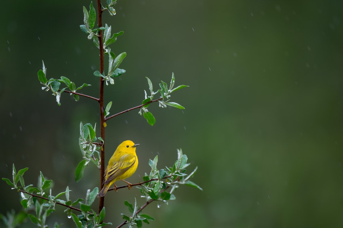 yellow bird photo